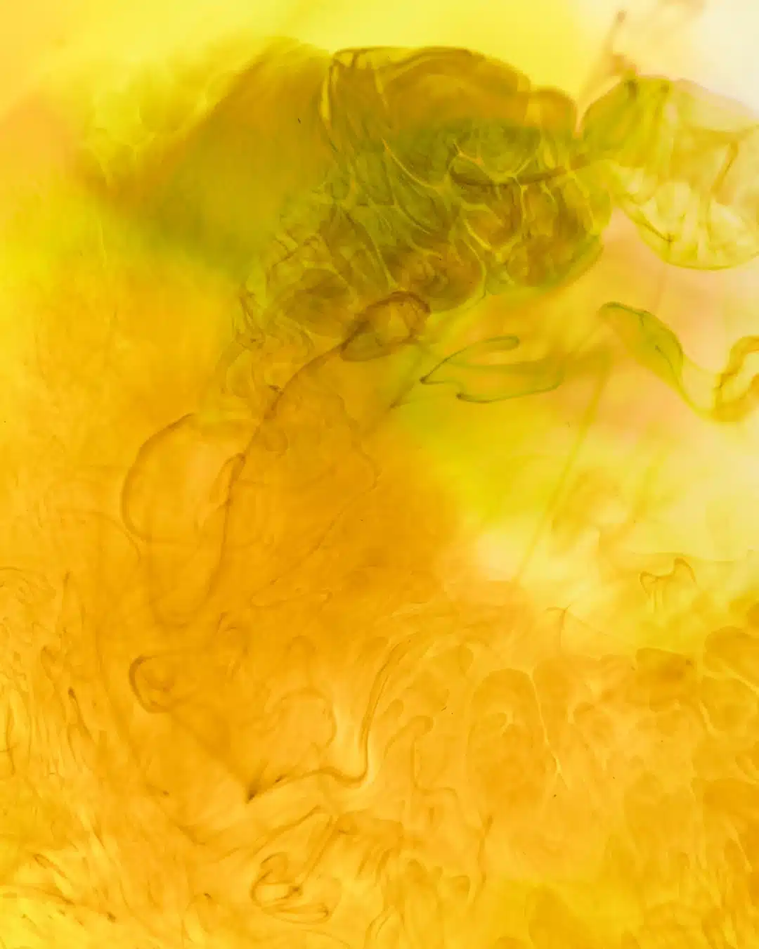 Clean aloe and mango chanand ingredient